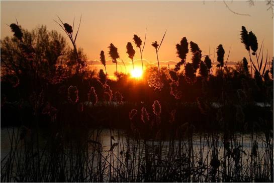 Hôtel Les Palmiers  | Saintes Maries de la Mer | Bouches du Rhone | France 2