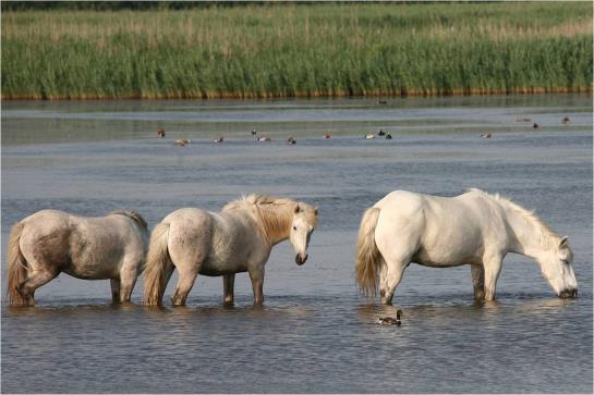 Hôtel Les Palmiers  | Saintes Maries de la Mer | Bouches du Rhone | France 3