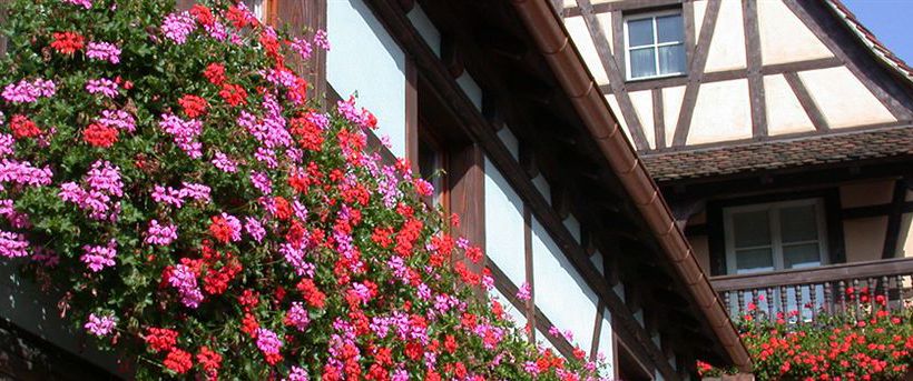 Hôtel Les Vosges  | Obernai | Bas-Rhin | France 1