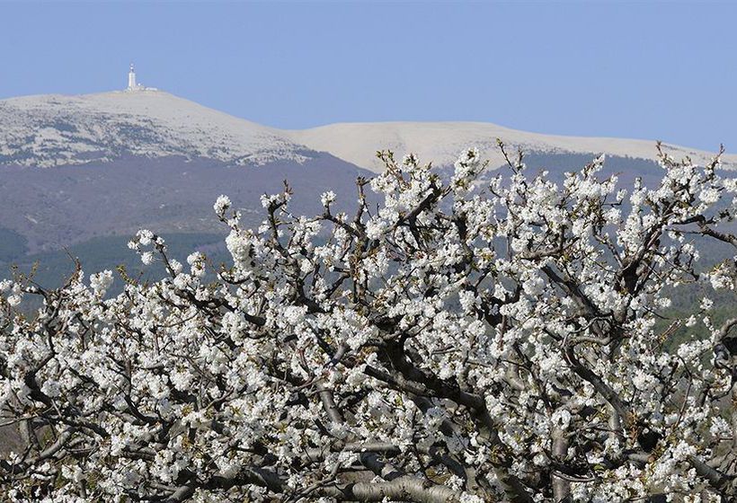 Hôtel Safari  | Carpentras | Vaucluse | France 4