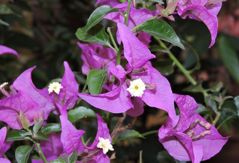 Hôtel De la Loge  | Perpignan | Pyrenees-Orientales | France 18