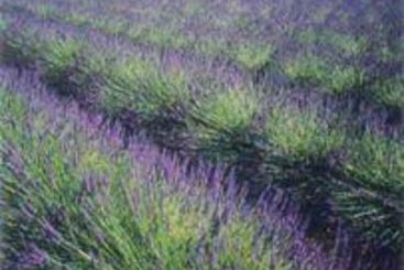 Hotel Villa Saint Elme  | Les Issambres | Var | France 3