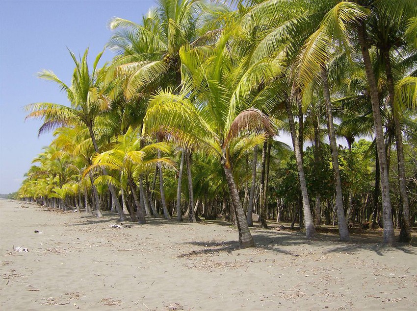 La Palapa Eco Lodge Resort  | Portalon | Puntarenas | Costa Rica 2