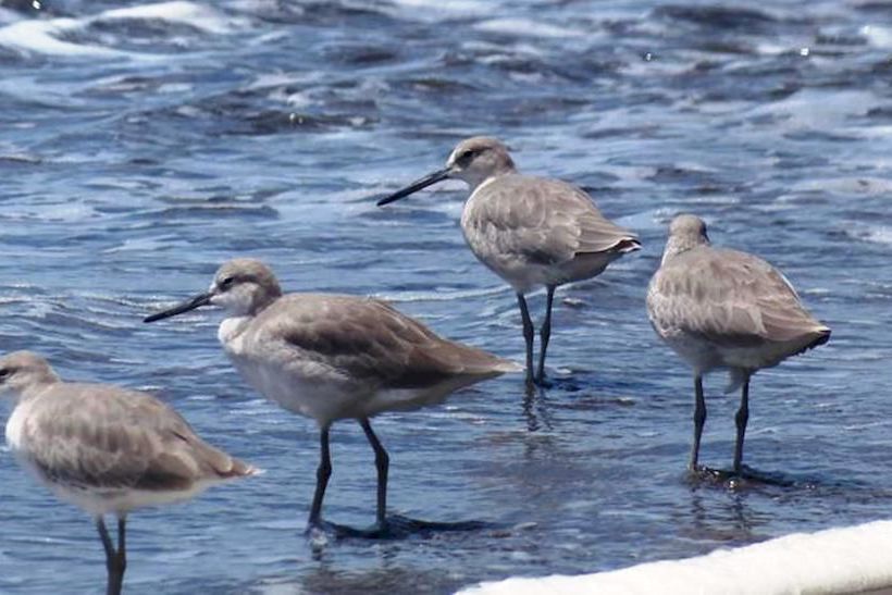 Hotel Luz De Luna  | Uvita | Puntarenas | Costa Rica 8