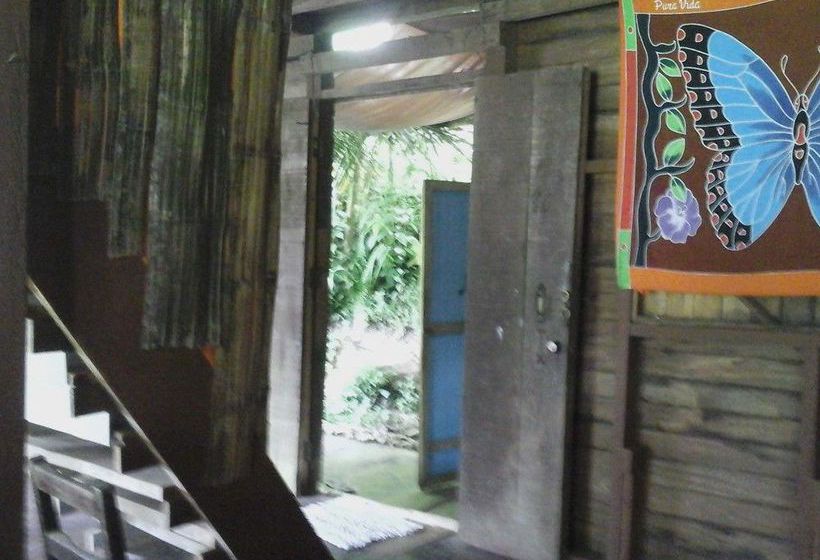 Blue Butterfly  | Puerto Viejo de Talamanca | Limón | Costa Rica 18