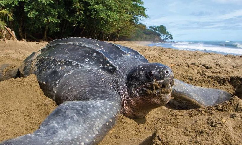 Villas Jinesta  | Brasilito | Guanacaste | Costa Rica 6
