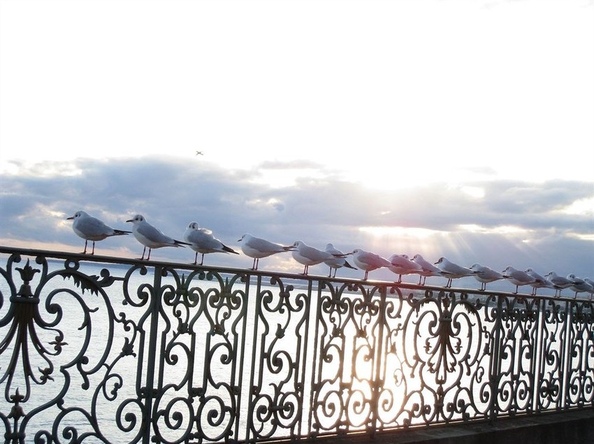 Hôtel Le Royal  | Nice | Alpes-Maritimes | France 1